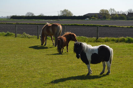 camping hooghe moote