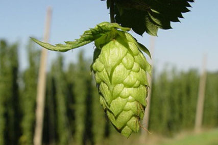 photo-culture-houblon.jpg